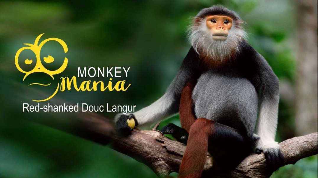 This-Endangered-Monkey-is-One-of-the-Worlds-Most-Colorful-Primates
